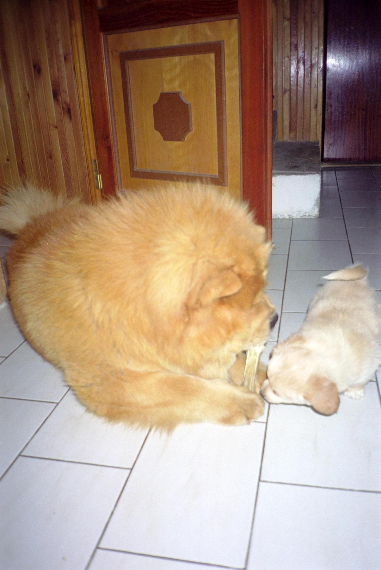 Dingo 1