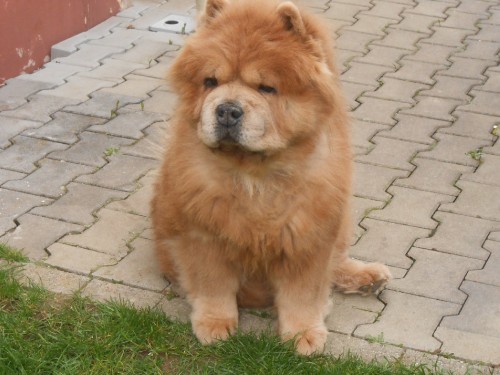 prisny-sima.jpg
