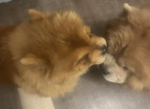 pusa.jpg